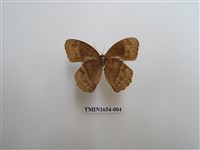 藏品(曲斑眉眼蝶)的圖片